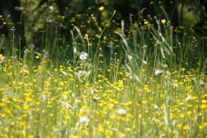 meadow-123280_1280