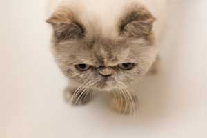 exotic shorthair