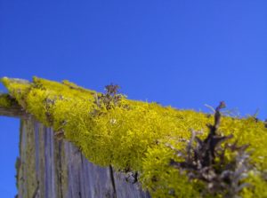 Les avantages et les inconvénients des toitures végétales