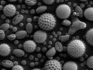 Pollen allergies au microscope