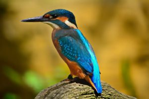 Oiseau des campagnes françaises